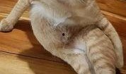 爆料泰国肥猫是谁啊视频,爆红网络背后的故事